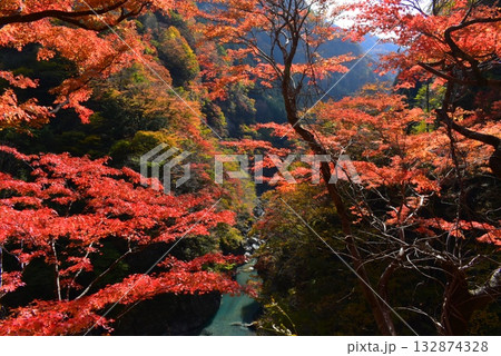紅葉の大血川渓谷 金蔵落しの渓流 (奥秩父) 紅葉の大血川渓谷 金蔵落しの渓流 (奥秩父) 132874328