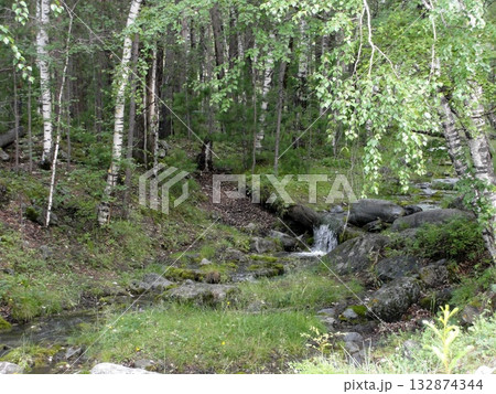 birches and pines of Buryatia birches and pines of Buryatia 132874344
