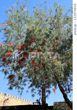 大きな木、カリステモンドーソンリバー 132874819