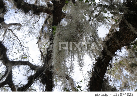 フロリダでよくみられるスパニッシュモス フロリダでよくみられるスパニッシュモス 132874822