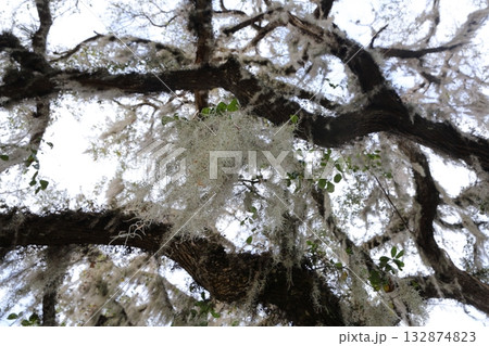 野生のスパニッシュモス、フロリダ州 132874823