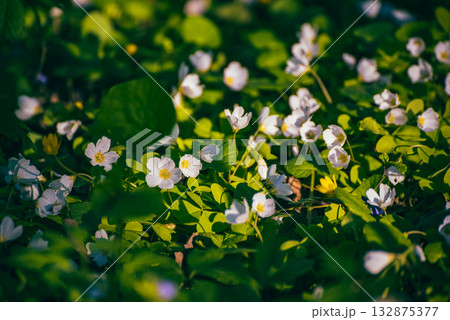 White anemone flowers growing in spring forest, natural seasonal background 132875377