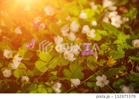 White anemone flowers growing in spring forest, natural seasonal background 132875379