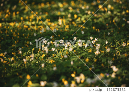 White anemone flowers growing in spring forest, natural seasonal background White anemone flowers growing in spring forest, natural seasonal background 132875381