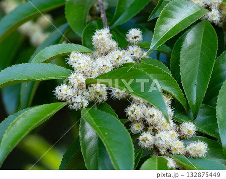 博打の木の花 博打の木の花 132875449