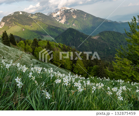 Beautiful mountain landscape with white daffodil narcissus flowers on Golica, Slovenia, at spring Beautiful mountain landscape with white daffodil narcissus flowers on Golica, Slovenia, at spring 132875459
