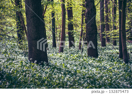 Stunning spring beech forest scene with loads of flowering ramsons - wild garlic Stunning spring beech forest scene with loads of flowering ramsons - wild garlic 132875473