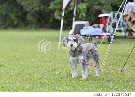 愛犬とキャンプ ミニチュアシュナウザー 愛犬とキャンプ ミニチュアシュナウザー 132875534