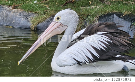 This is pelican animal on the water This is pelican animal on the water 132875972