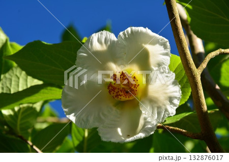 夏ツバキの花 132876017