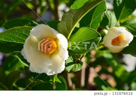 夏ツバキの花 132876018