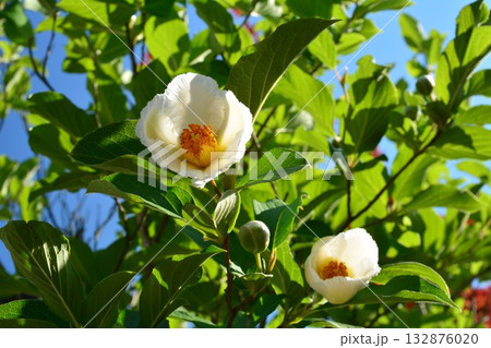 夏ツバキの花 132876020