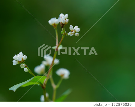 小さなツルソバの花 小さなツルソバの花 132876029
