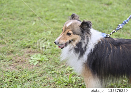 お散歩するシェルティ 132876229