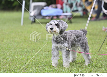愛犬とキャンプ ミニチュアシュナウザー 愛犬とキャンプ ミニチュアシュナウザー 132876388