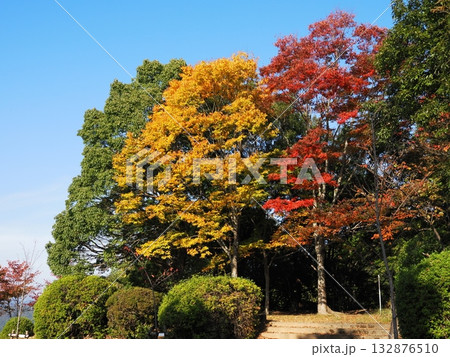 紅葉した木 紅葉した木 132876510