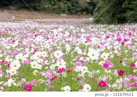 【くりはま花の国】コスモス畑のある風景 132876521