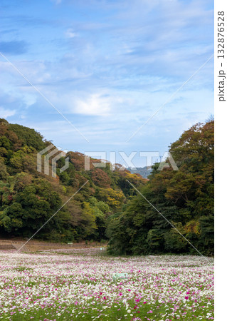 【くりはま花の国】コスモス畑のある風景 【くりはま花の国】コスモス畑のある風景 132876528