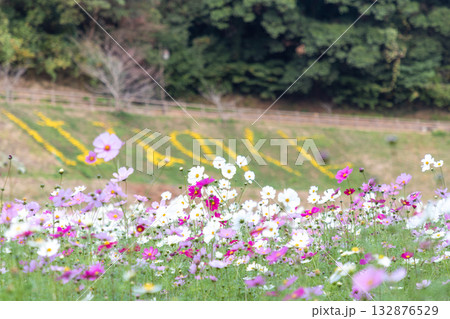 【くりはま花の国】コスモス畑のある風景 132876529