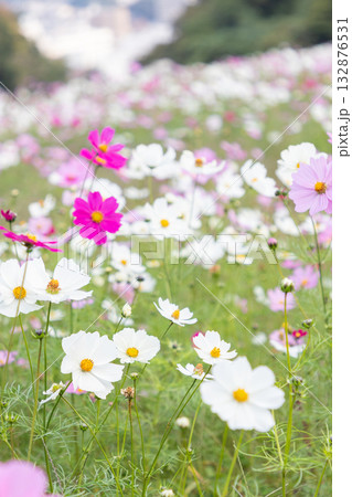 【くりはま花の国】コスモス畑のある風景 【くりはま花の国】コスモス畑のある風景 132876531