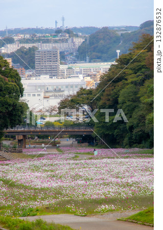 【くりはま花の国】コスモス畑のある風景 132876532