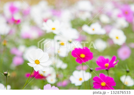 【くりはま花の国】コスモス畑のある風景 【くりはま花の国】コスモス畑のある風景 132876533