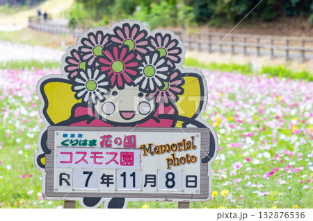 【くりはま花の国】コスモス畑のある風景 132876536