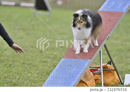 愛犬とドッグランで遊ぶ女性 シェルティ 愛犬とドッグランで遊ぶ女性 シェルティ 132876558