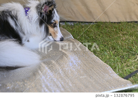 テントの中でくつろぐシェルティ 132876795