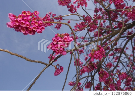 青空の下、公園の桜の花が満開でとてもきれいです。桜の名前はカンヒザクラ(寒緋桜)です。 青空の下、公園の桜の花が満開でとてもきれいです。桜の名前はカンヒザクラ(寒緋桜)です。 132876860