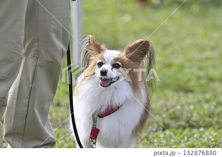 ドッグランで遊ぶ女性とパピヨン ドッグランで遊ぶ女性とパピヨン 132876880