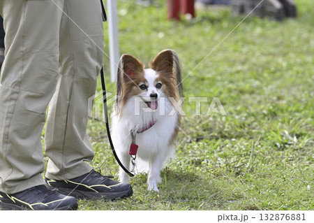 ドッグランで遊ぶ女性とパピヨン　 132876881