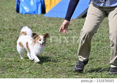ドッグランで遊ぶ女性とパピヨン　 132876885
