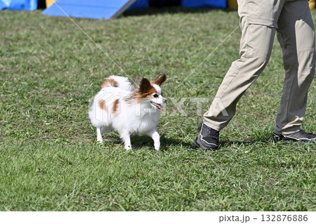 ドッグランで遊ぶ女性とパピヨン　 132876886