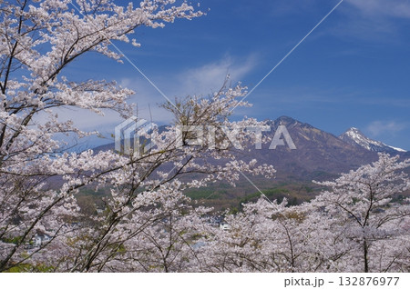 谷戸城址の桜と八ヶ岳 谷戸城址の桜と八ヶ岳 132876977