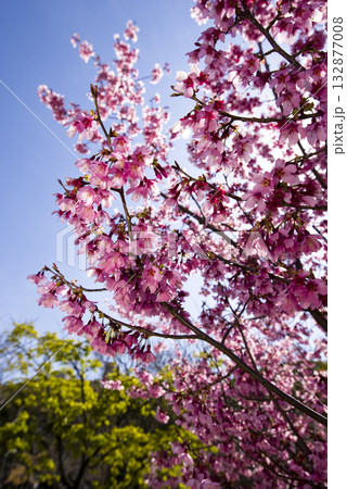青空の下、公園の桜の花が満開でとてもきれいです。桜の名前はヨウコウ （陽光）です。 132877008