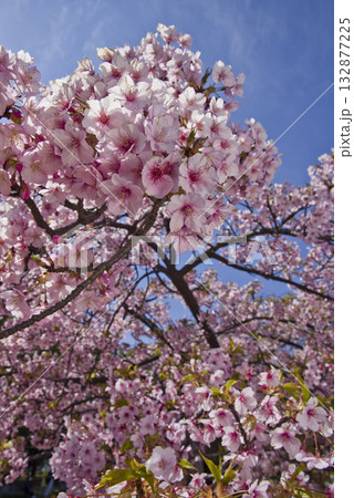 公園のサトザクラ（里桜）の花が満開です。学名はPrunus serrulataです。 132877225
