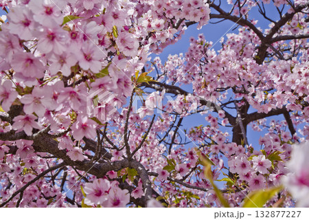 公園のサトザクラ(里桜)の花が満開です。学名はPrunus serrulataです。 公園のサトザクラ(里桜)の花が満開です。学名はPrunus serrulataです。 132877227