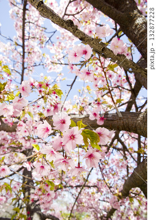 公園のサトザクラ（里桜）の花が満開です。学名はPrunus serrulataです。 132877228
