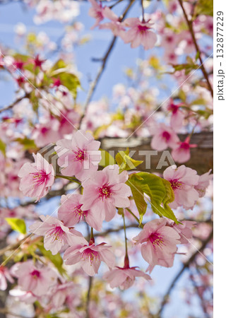 公園のサトザクラ（里桜）の花が満開です。学名はPrunus serrulataです。 132877229