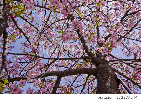 公園のサトザクラ(里桜)の花が満開です。学名はPrunus serrulataです。 公園のサトザクラ(里桜)の花が満開です。学名はPrunus serrulataです。 132877244