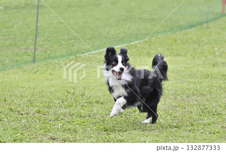 ドッグランで遊ぶボーダーコリー ドッグランで遊ぶボーダーコリー 132877333
