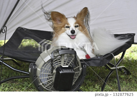 テントの中で扇風機の風を浴びる愛犬　パピヨン 132877625