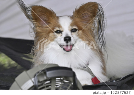 テントの中で扇風機の風を浴びる愛犬　パピヨン 132877627