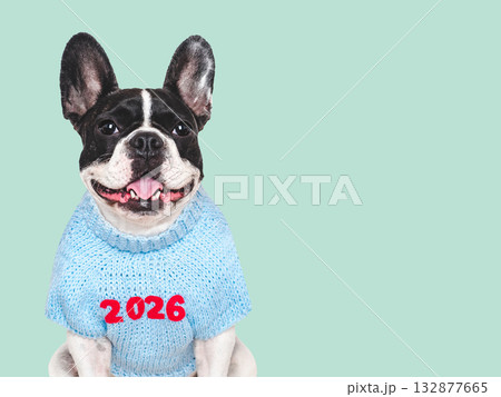 Merry Christmas and Happy New Year. Cute puppy Merry Christmas and Happy New Year. Cute puppy 132877665