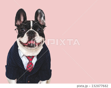 Cute puppy, white shirt and red tie. Studio shot Cute puppy, white shirt and red tie. Studio shot 132877682