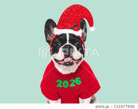 Merry Christmas and Happy New Year. Cute puppy 132877698