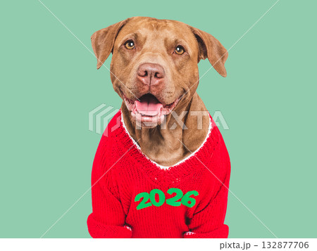 Merry Christmas and Happy New Year. Cute dog 132877706