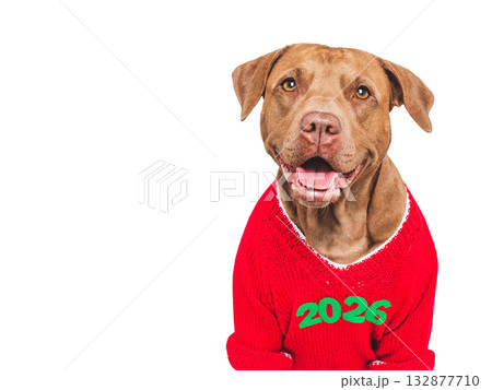 Merry Christmas and Happy New Year. Cute dog Merry Christmas and Happy New Year. Cute dog 132877710