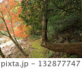 紅葉した木 132877747